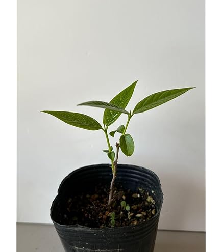 Amazon.co.jp: 《 花芽付き 》 香る花木 『 満月蝋梅 （ マンゲツ